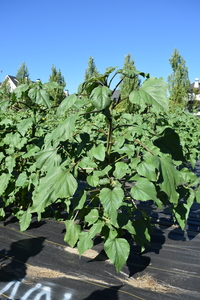 plantside