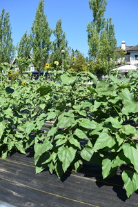 plantside