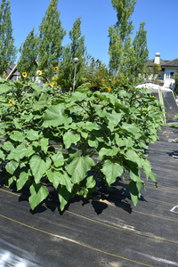 plantside