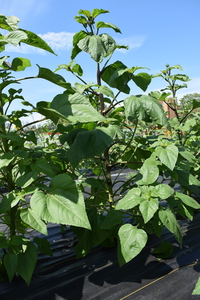 plantside