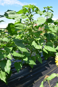 plantside