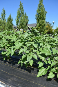 plantside