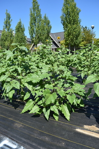 plantside