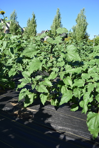 plantside