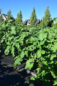 plantside