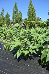 plantside