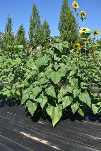 plantside