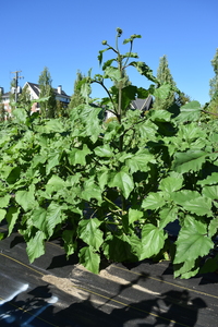 plantside