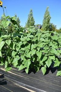plantside