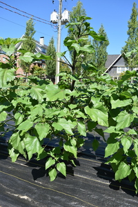 plantside