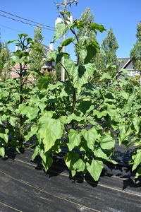 plantside