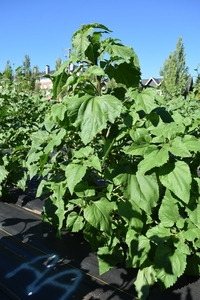 plantside