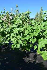 plantside