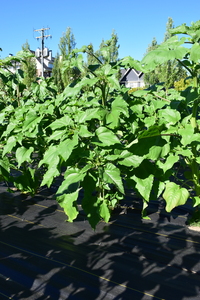 plantside