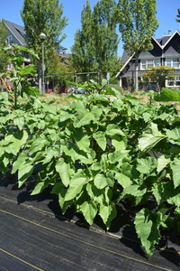 plantside