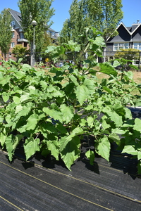 plantside