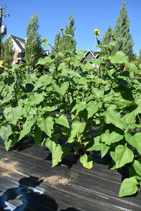 plantside