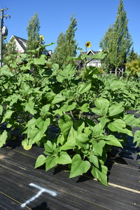 plantside