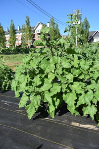 plantside