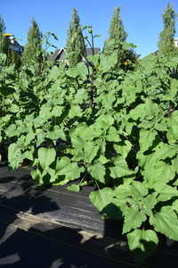 plantside