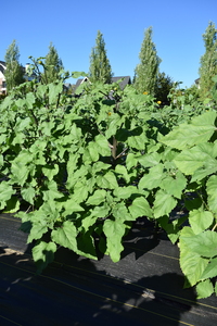 plantside