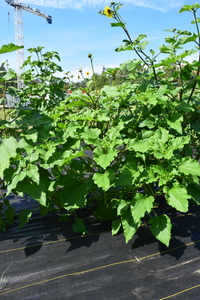 plantside