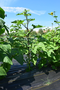 plantside