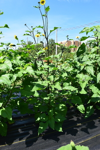 plantside