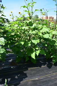 plantside