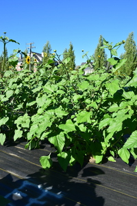 plantside