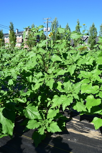 plantside