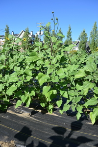 plantside