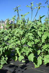 plantside