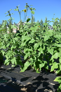 plantside