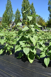 plantside