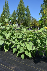 plantside