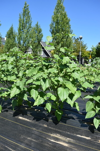 plantside