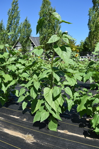 plantside