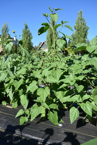 plantside