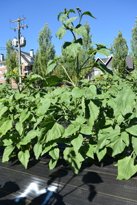 plantside