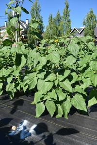 plantside