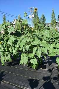 plantside