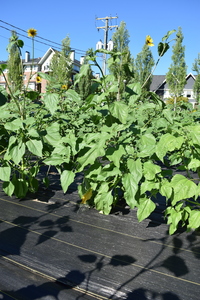 plantside