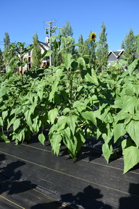 plantside