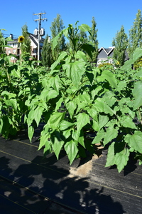 plantside