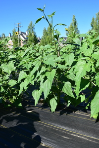plantside