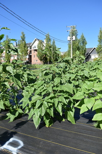 plantside