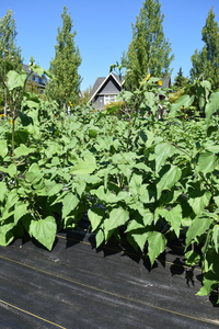 plantside