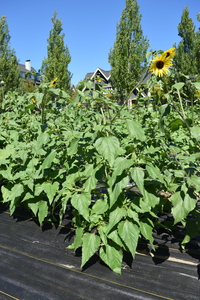plantside