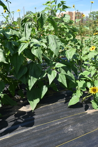 plantside